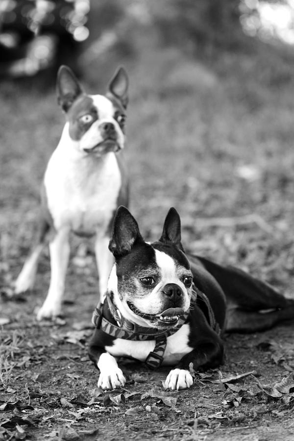 Sister Boston Terriers Photograph by Kat Sepulvado | Fine Art America