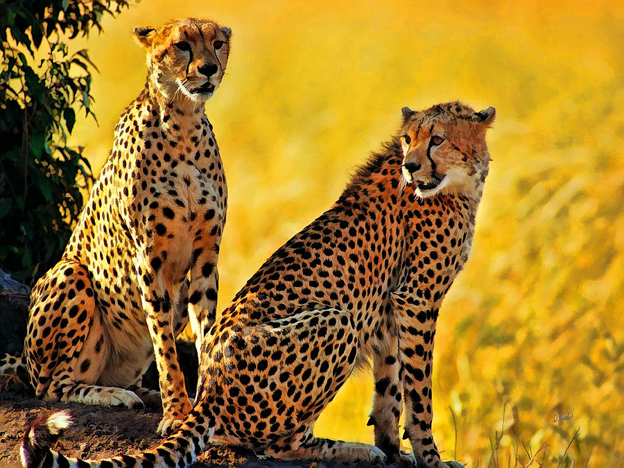 Sister Cheetahs Painting by Dean Wittle
