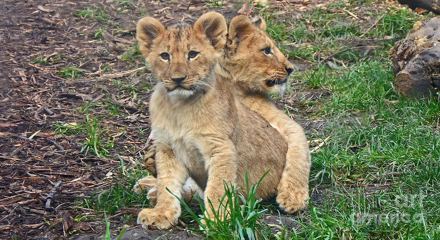 Sister cubs Photograph by Frank Larkin