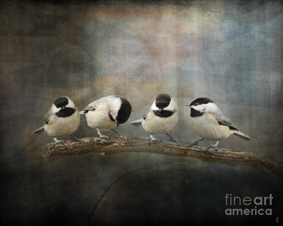 Bird Photograph - Sisterhood by Jai Johnson