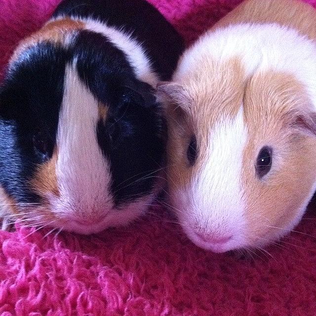 Cute Photograph - Sisters ❤️ #sisters #guineapig by Paige Allshouse