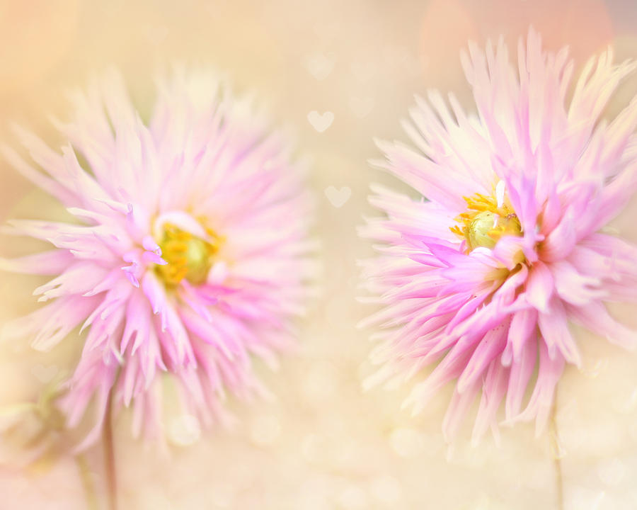 Flower Photograph - Sisters by Amy Tyler