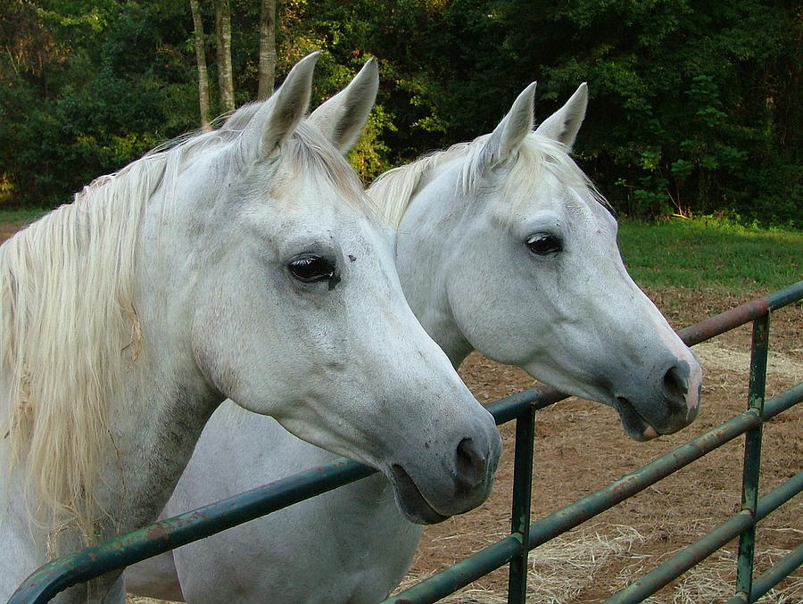 Horse Photograph - Sisters by Phil And Karen Rispin