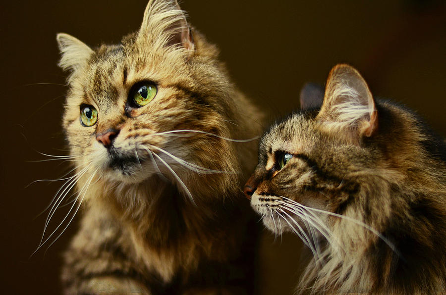 Sisters With Whiskers Photograph by Fraida Gutovich