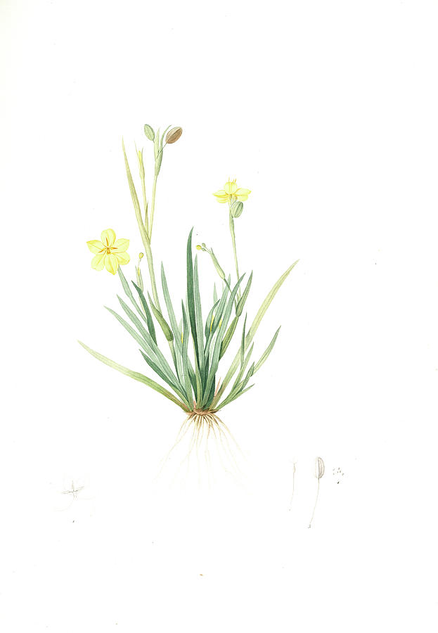 Sisyrinchium Convolutum, Bermudienne Roulée, Eyed Grass Drawing by ...