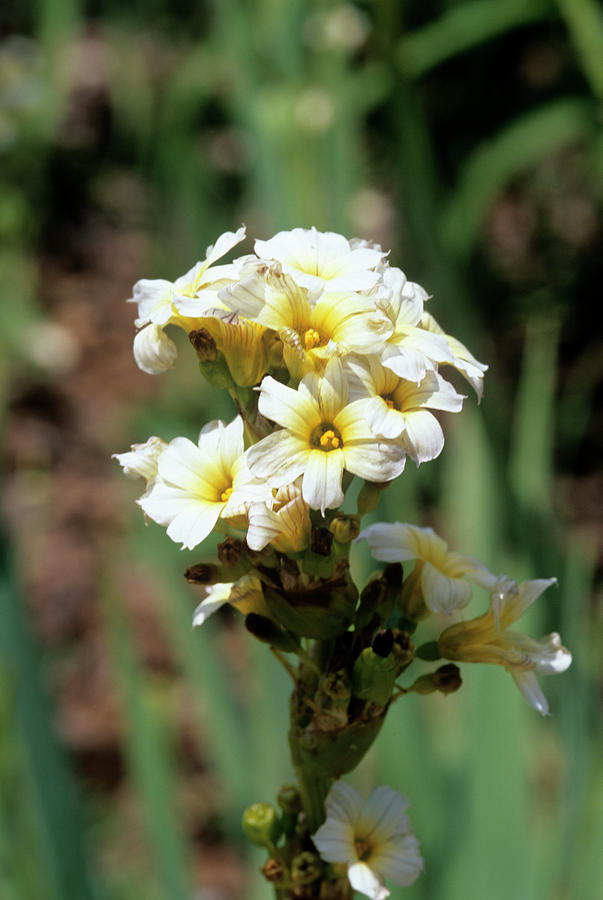 Sisyrinchium Striatum Flowers Photograph by Sally Mccrae Kuyper/science Photo Library