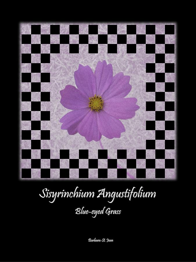 Sisyrinchium wild flower BC poster 1 Digital Art by Barbara St Jean
