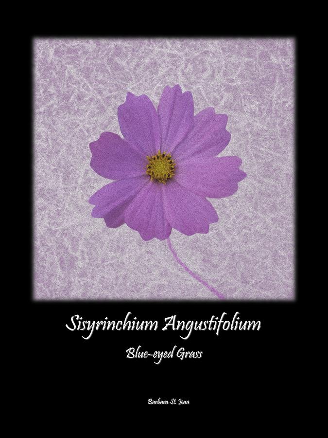 Sisyrinchium wild flower BC poster 2 Digital Art by Barbara St Jean