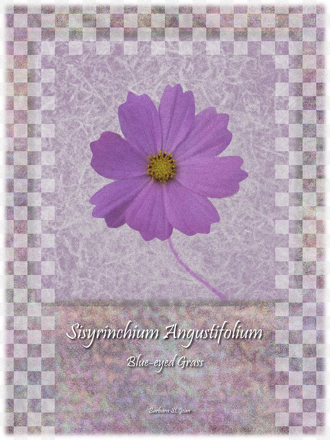 Sisyrinchium wild flower BC poster 3 Digital Art by Barbara St Jean