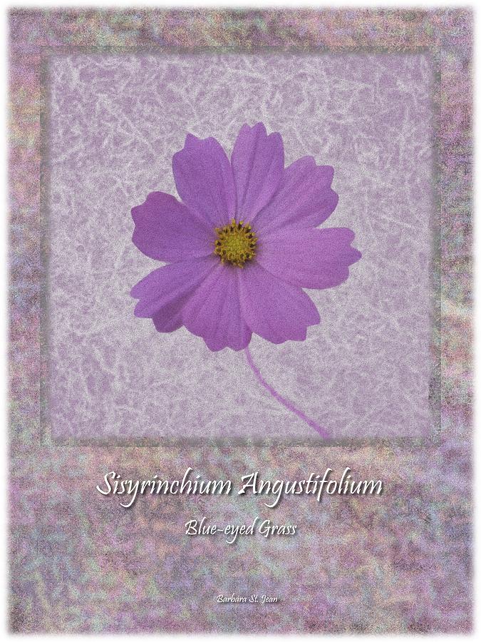 Sisyrinchium wild flower BC poster 4 Digital Art by Barbara St Jean