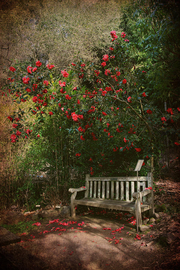Garden Photograph - Sit With Me Here by Laurie Search
