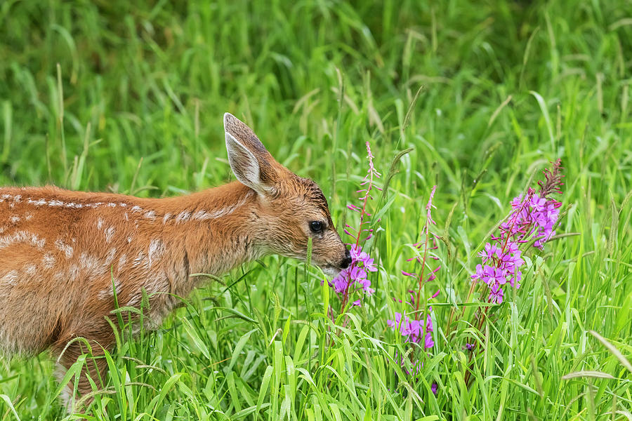 Sitka Black-tailed Deer Fawn Photograph by Doug Lindstrand
