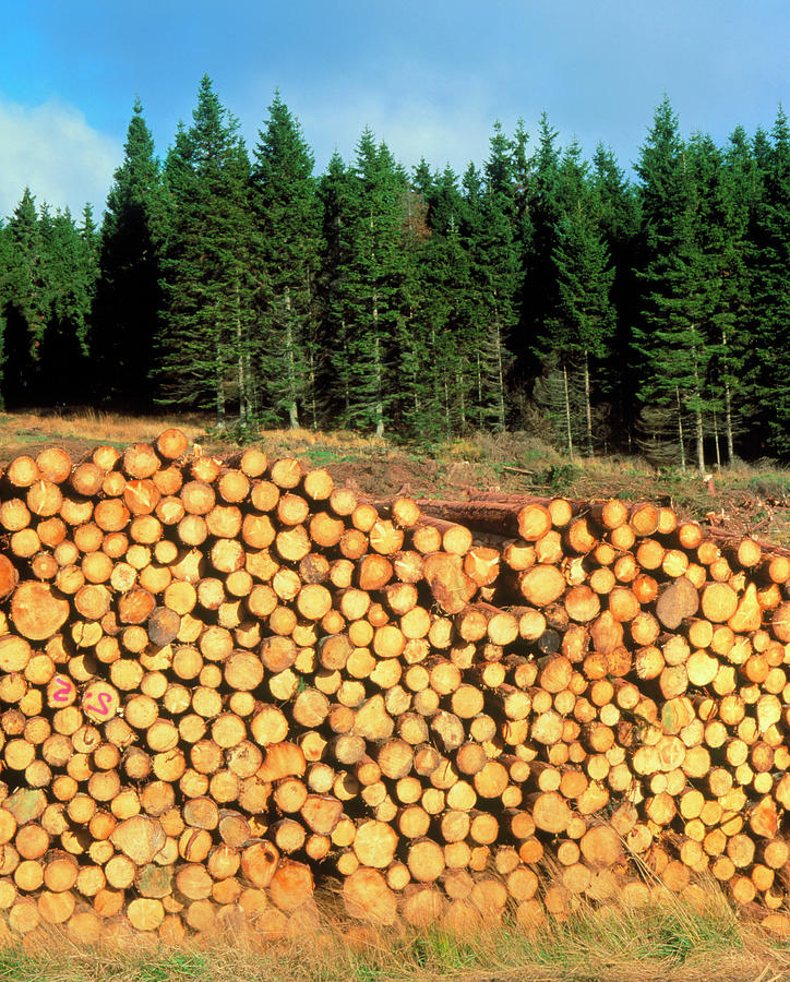 Sitka Spruce And Harvested Timber Photograph by Simon Fraser/science Photo Library