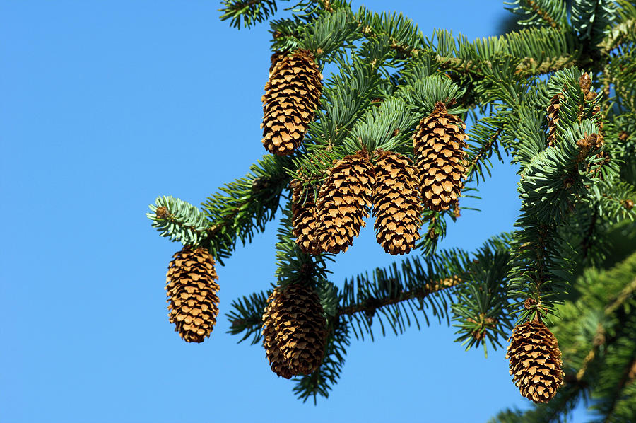 Spring Photograph - Sitka Spruce (picea Sitchensis) by Duncan Shaw/science Photo Library