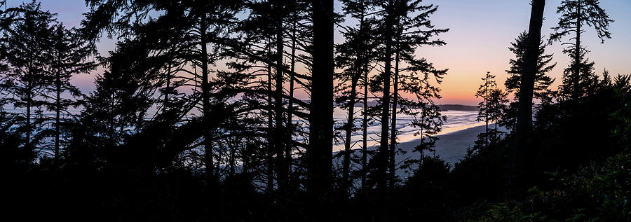 Nature Photograph - Sitka Spruce Trees On Long Beach by Panoramic Images
