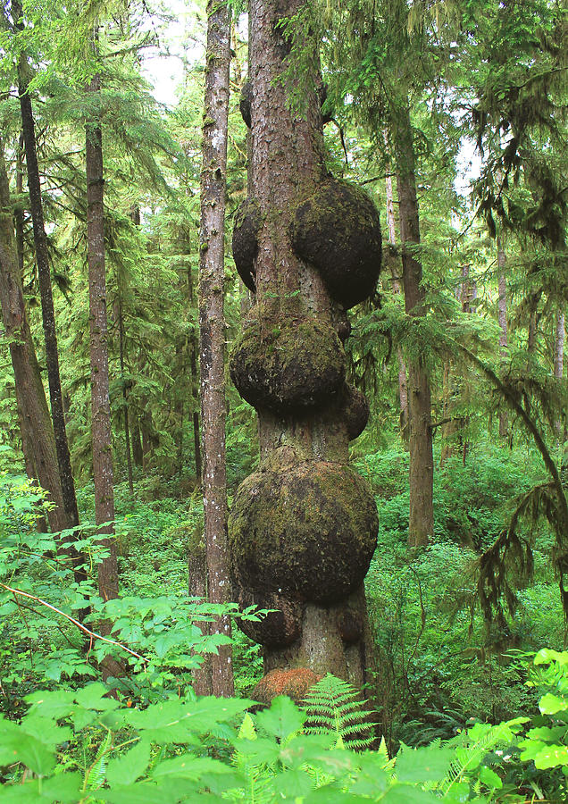 Sitka Spruce With Burls Photograph By Nancy Sefton - Fine Art America