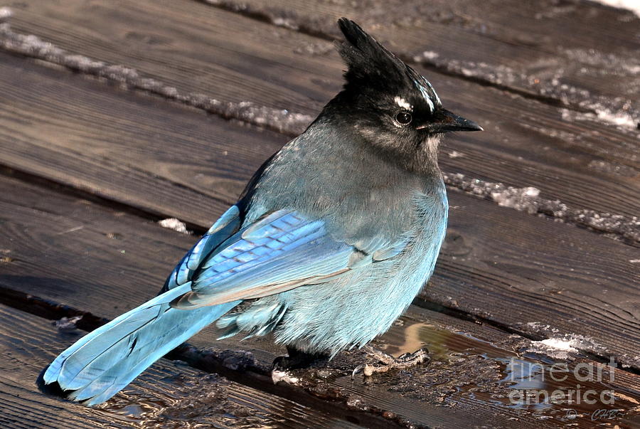 Sittin' in the Sun by Dorrene BrownButterfield Sittin' in the Sun by Dorrene BrownButterfield
