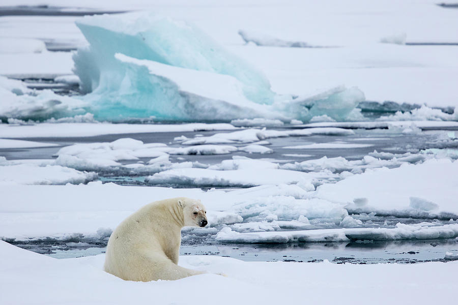 Sitting And Looking Back, Ursus Photograph by Raffi Maghdessian - Fine ...