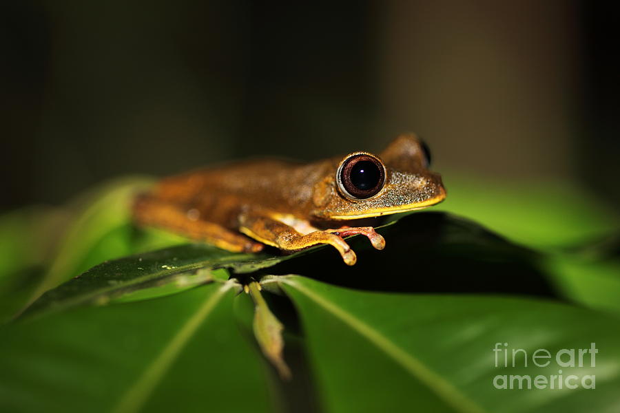 Frog Photograph - Sitting comfortably by James Brunker