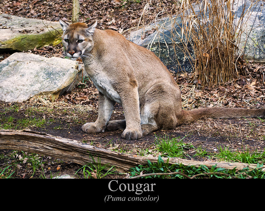 sitting Cougar Digital Art by Flees Photos