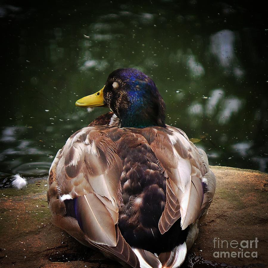 Sitting Duck Photograph by Charlie Cliques
