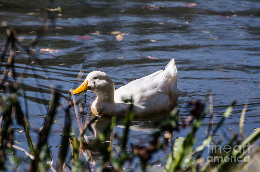 Sitting Duck Photograph by Judy Wolinsky