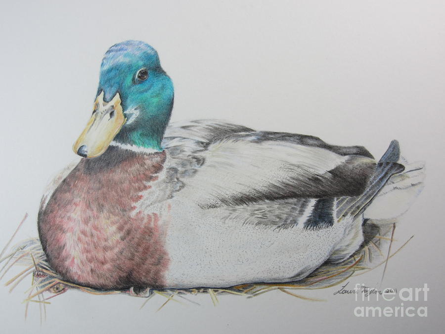 Duck Drawing - Sitting Duck by Laurianna Taylor