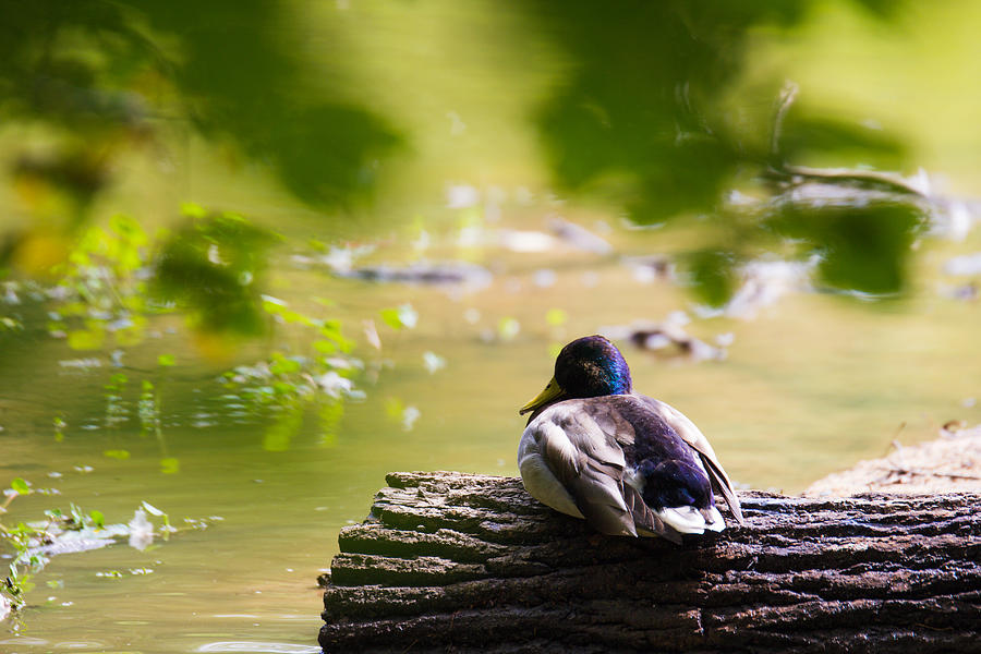 Duck Photograph - Sitting Duck  by Sammuel Hernandez 