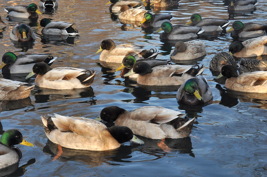 Sitting Ducks Photograph by Diane Lent