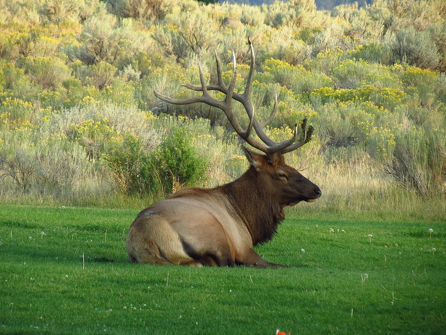 Sitting Elk Photograph by Teresa Cox - Fine Art America