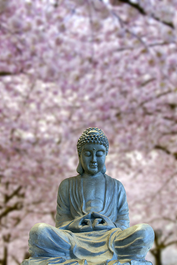 Sitting Full Body Buddha With Cherry Blossom Trees Photograph