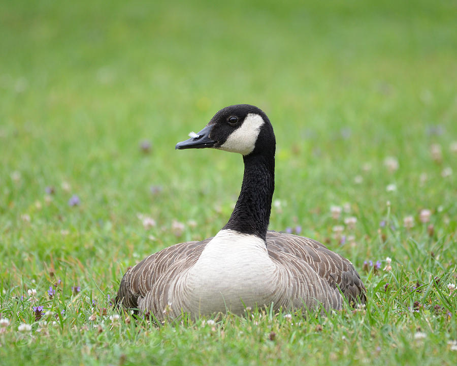 Sitting Goose Photograph