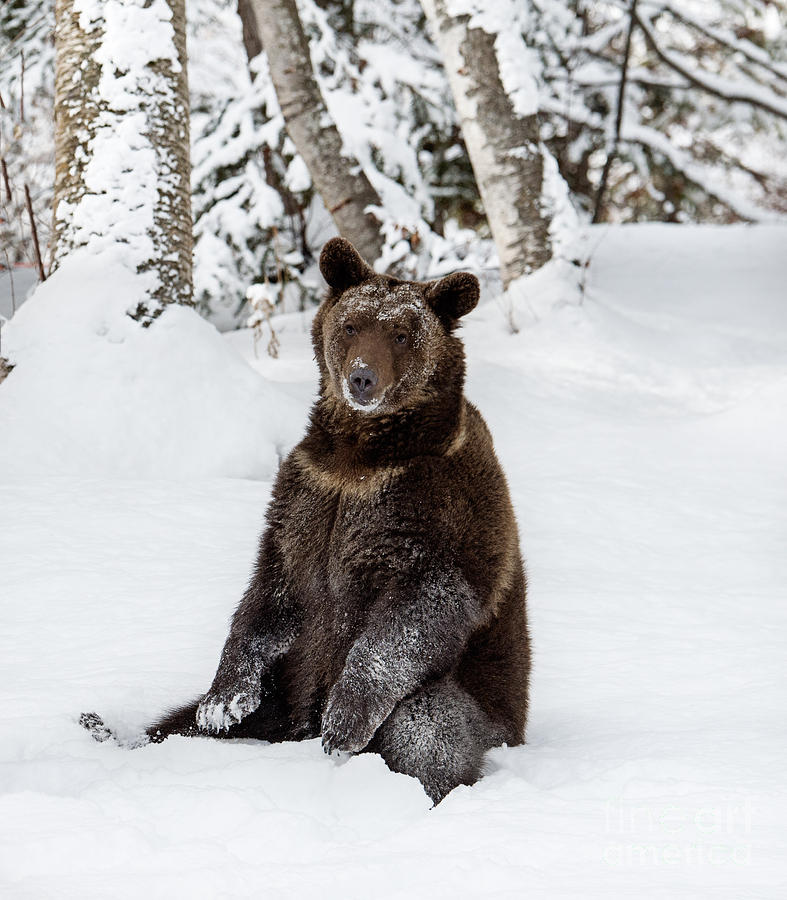 Sitting Grizzly in Snow Photograph by Melody Watson