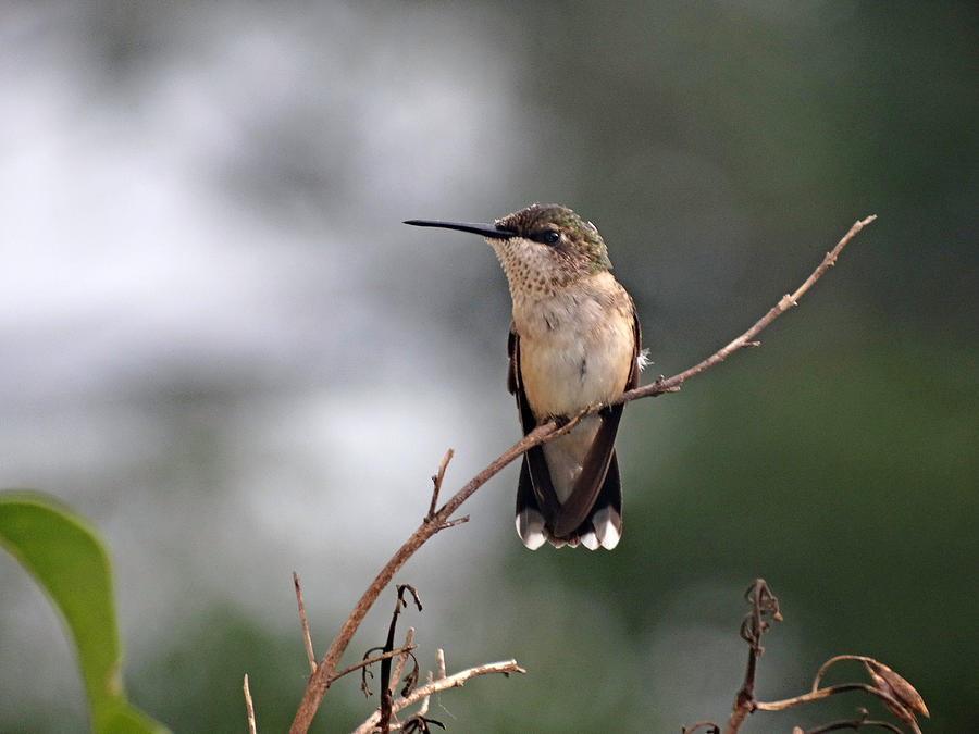Sitting Hummingbird Photograph