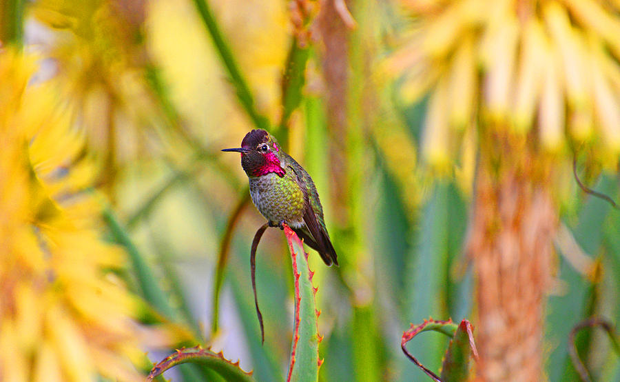 Hummingbird Photograph - Sitting in the Succulents by Lynn Bauer