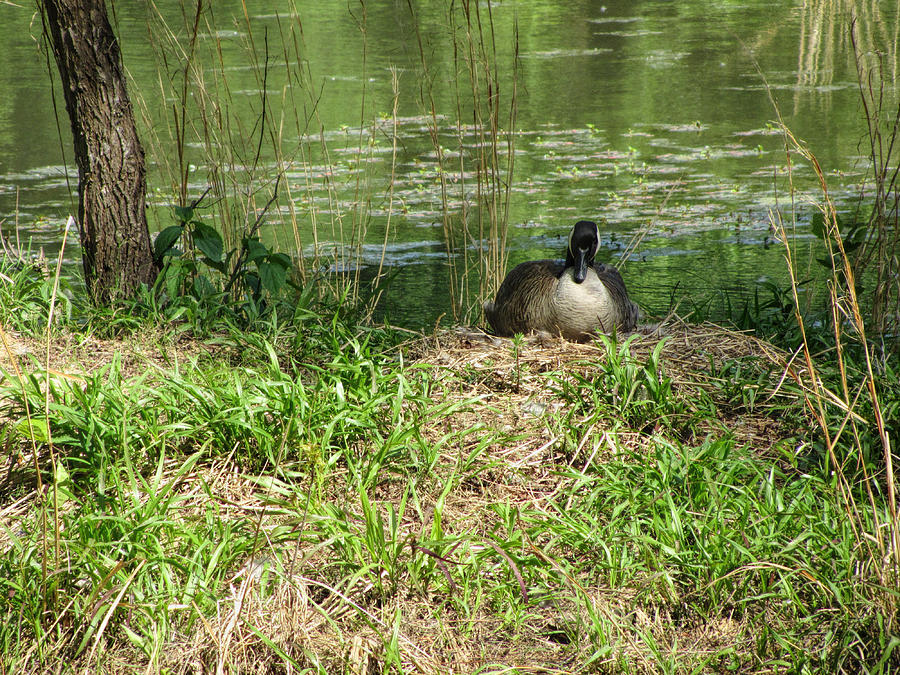 Sitting Mother Canadian Goose Photograph by Kathy Clark