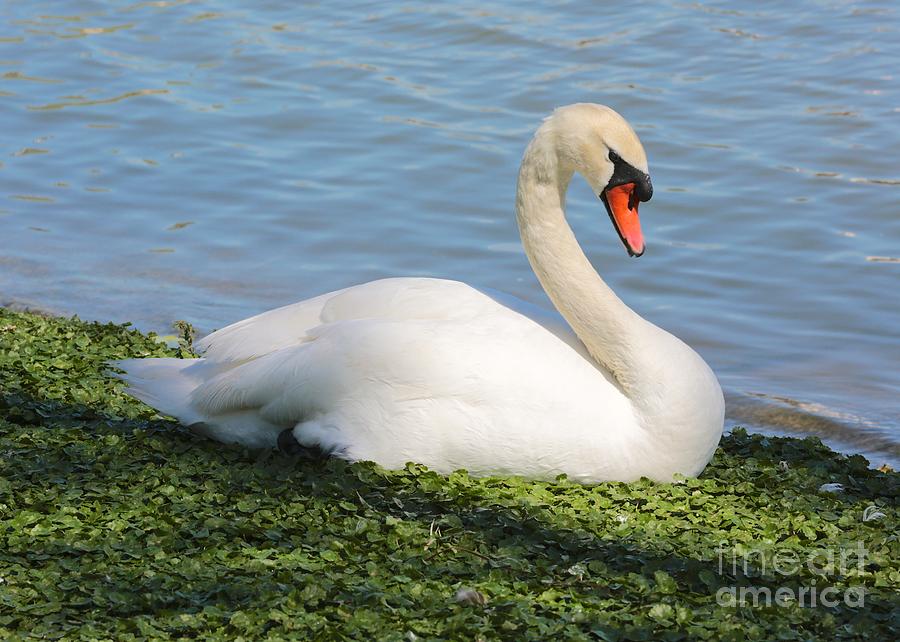 Sitting Mute Swan Photograph by Carol Groenen