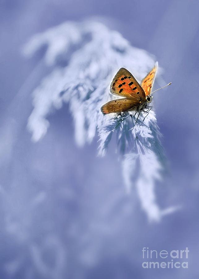 Butterfly Photograph - Sitting on the  grass by Jaroslaw Blaminsky