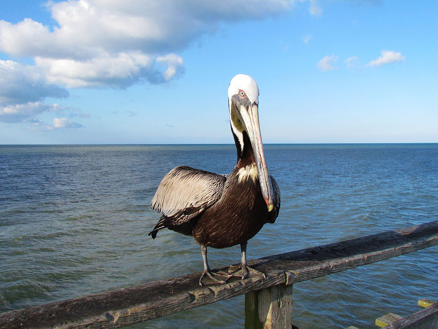 Pelican Photograph - Sitting On The Pier by Cynthia Guinn
