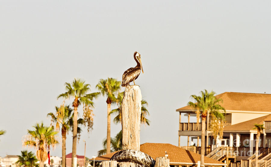 Pelican Photograph - Sitting on the Throne by Scott Pellegrin