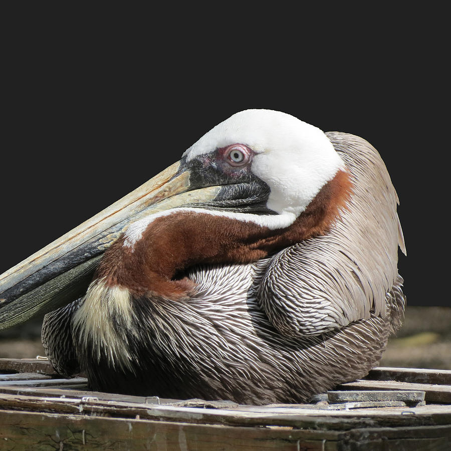 Sitting Pelican Photograph by Vijay Sharon Govender