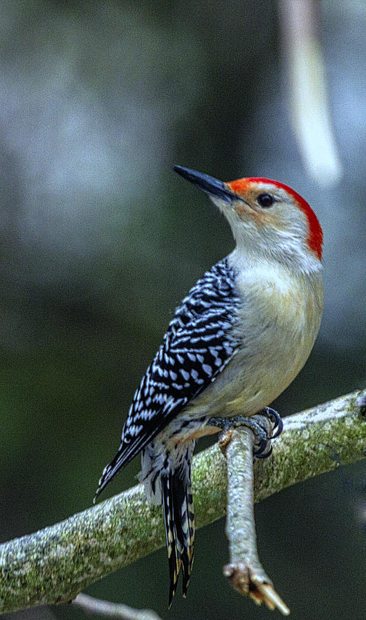 Sitting Pretty A Red Bellied Woodpecker Photograph by Constantine Gregory