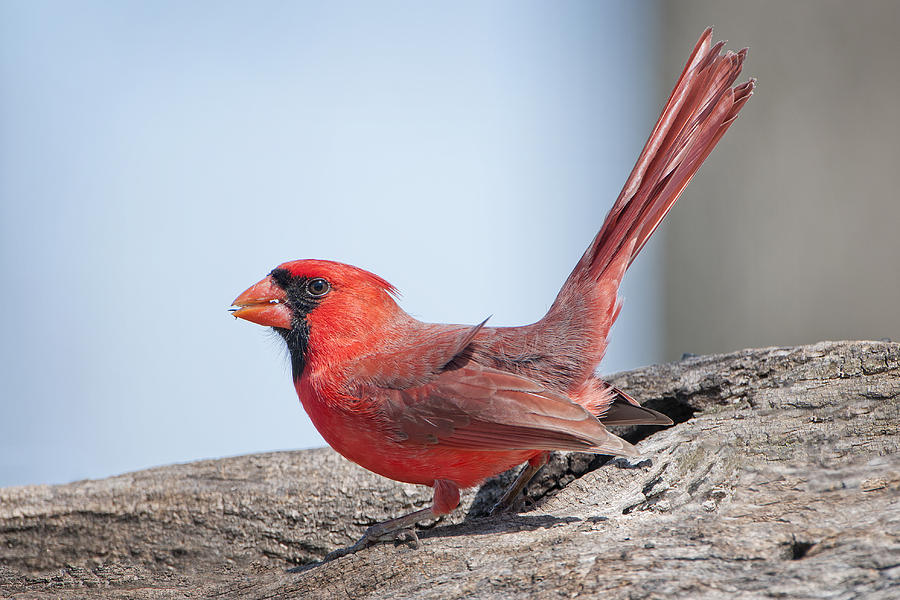 Cardinal Photograph - Sitting Pretty by Bonnie Barry