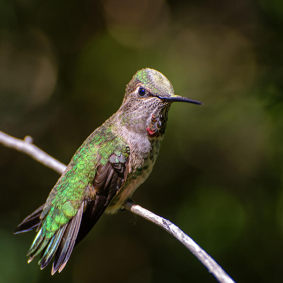 Sitting Pretty Photograph by Evelyn Harrison - Fine Art America