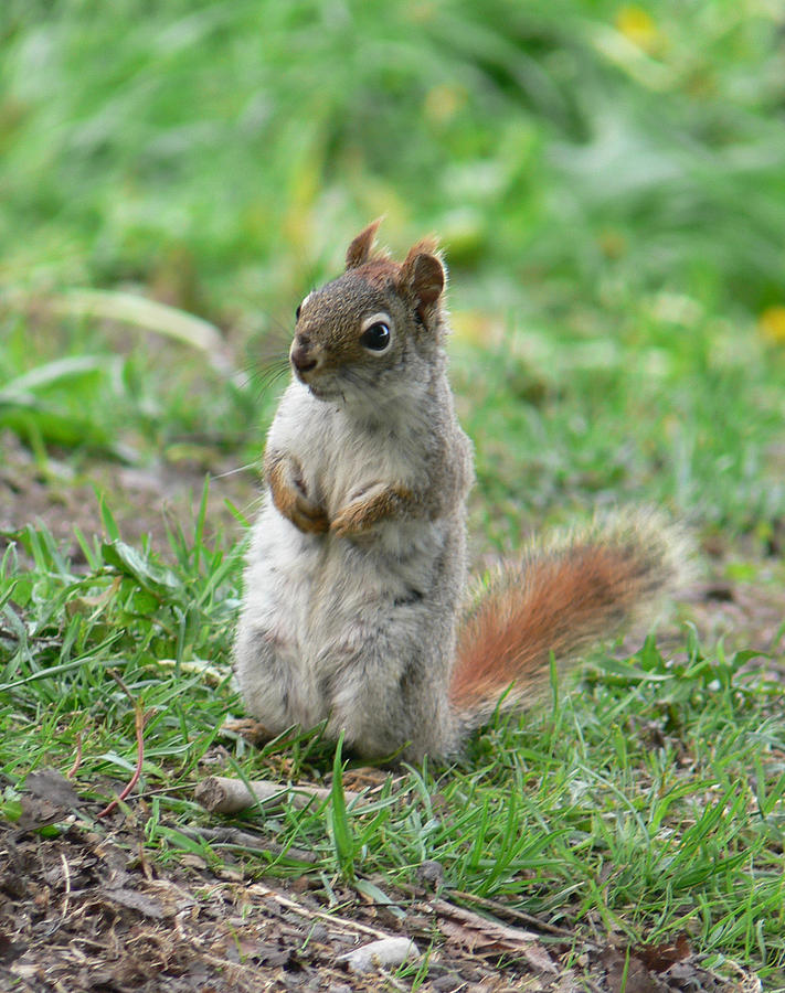 Sitting Pretty Photograph by Natalie LaRocque | Fine Art America