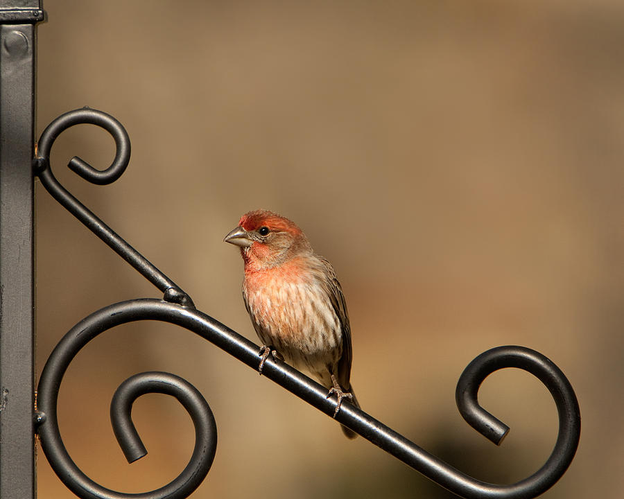 Sitting Pretty Red House Finch Photograph by Kathy Clark