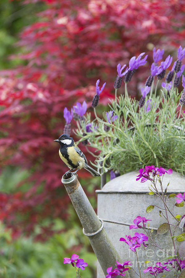 Bird Photograph - Sitting Pretty by Tim Gainey