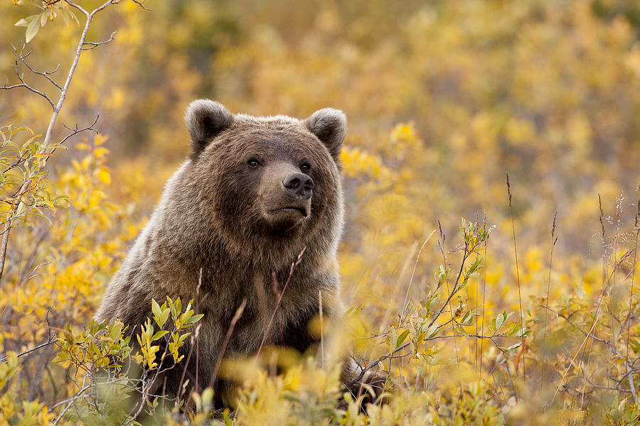 Bear Photograph - Sitting Smug by Tim Grams