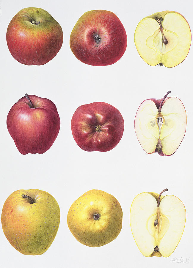 Apple Painting - Six Apples by Margaret Ann Eden