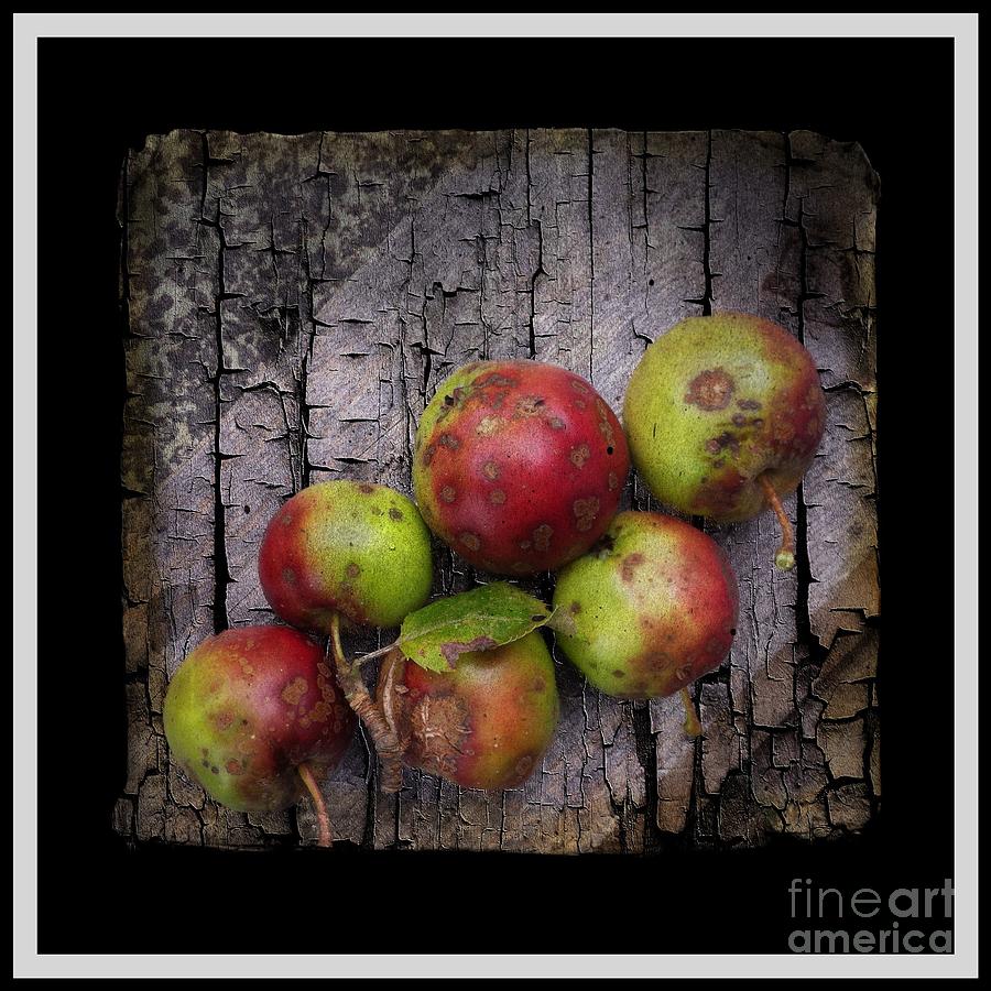 Six Bad Apples Photograph by Barbara A Griffin
